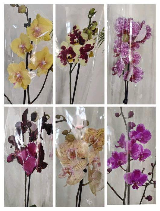 Комнатные цветы в горшочках