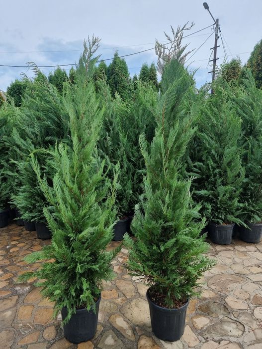 Cupressus Leylandii 1.5m - 4m gard viu verde veșnic, gazon rulou sport