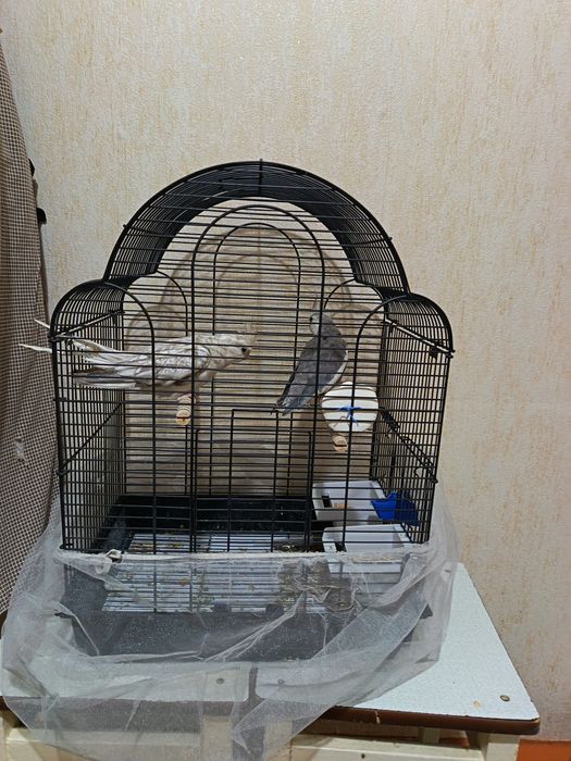 Пара папугаев карелла