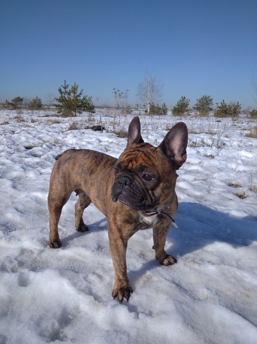 Французский бульдог