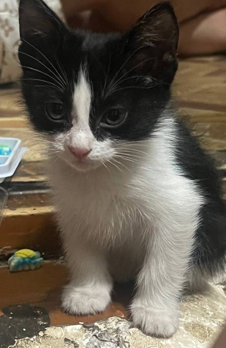 Котята домашние маленькие