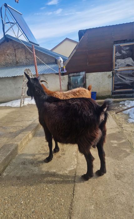 Capre gestante de lapte