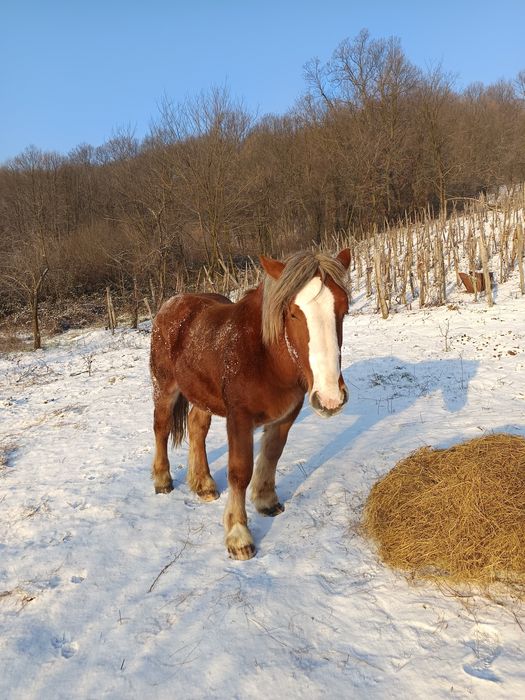 Armăsar de vânzare