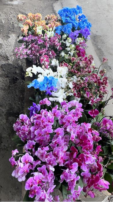 Орхидеи 8 сортов цветущие