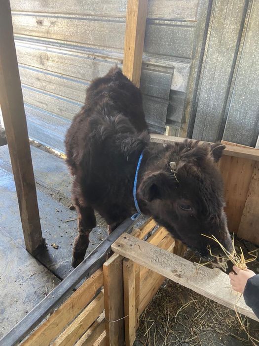 Бычки 6-7 месяцев