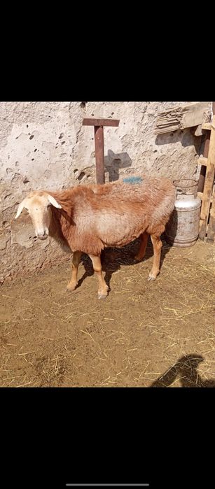 Кой тусак токты семіз сатылады