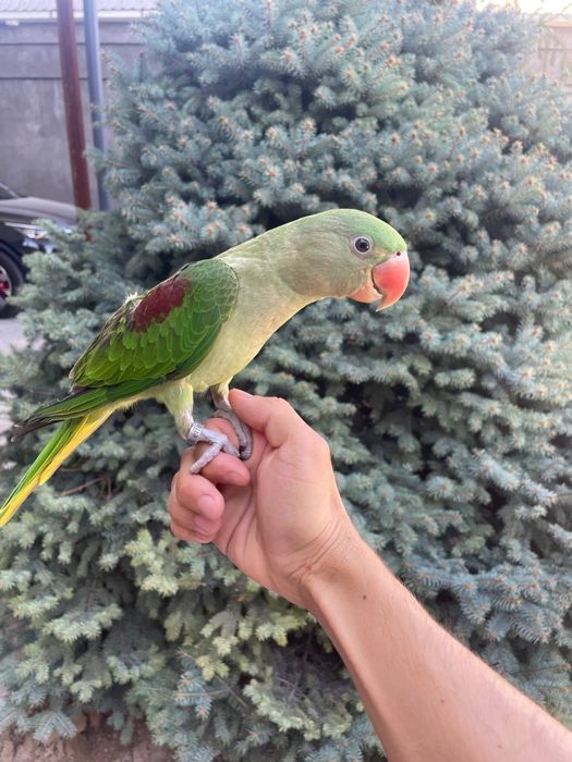 Ручной Говаряшый попугай продам