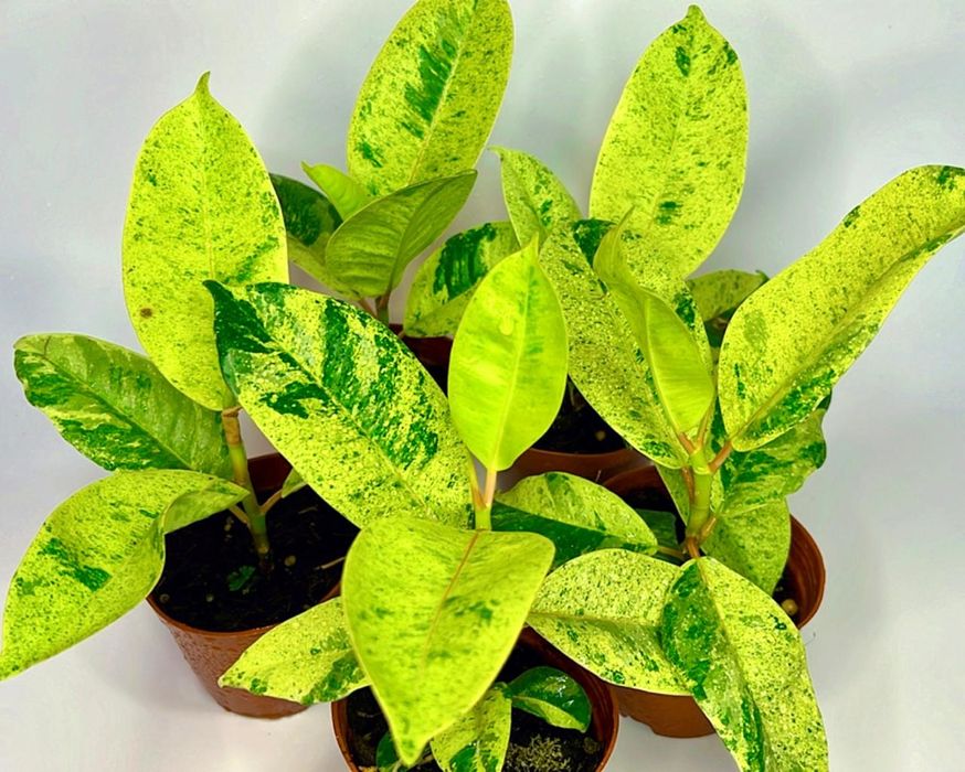 Фикус Альтиссима Вариегата 3500