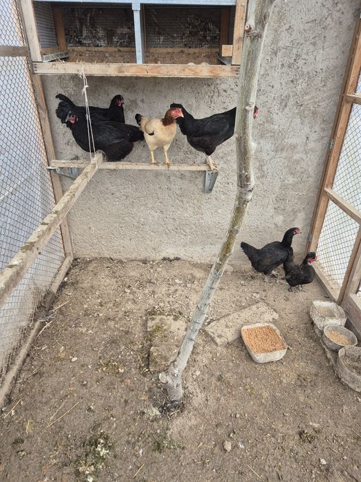 Таукытар курица сатылады