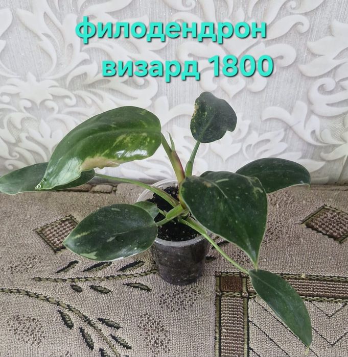 Цветы домашние разные