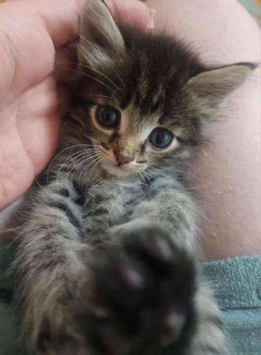 Котёнок мальчишка