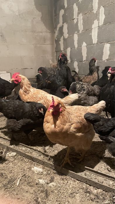 Продам молодые куры домашние