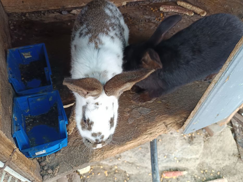 Iepurii de vanzare 80 lei buc