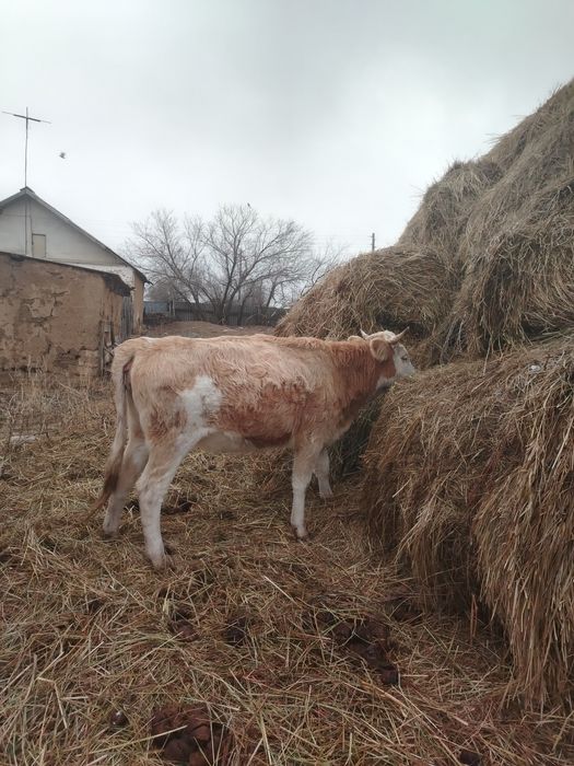 Продаётся бички, телачки