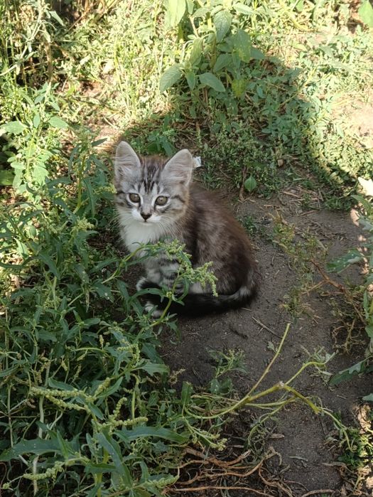 Отдам котят в добрые руки