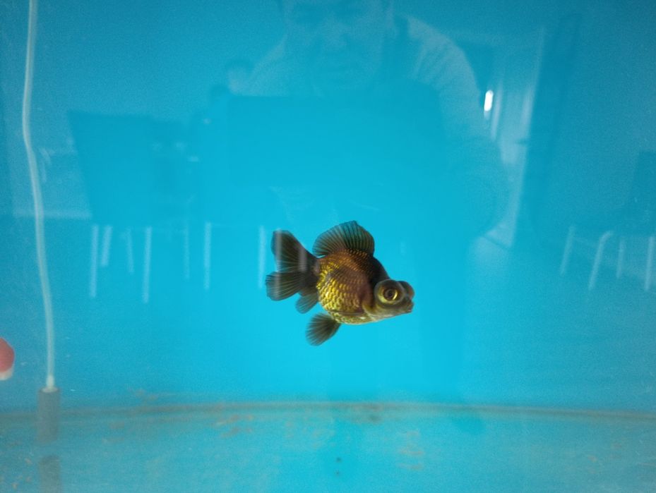 Золотыe рыбки, орнада, телескоп, золотая рыбка