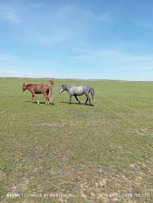 Продам лошадей