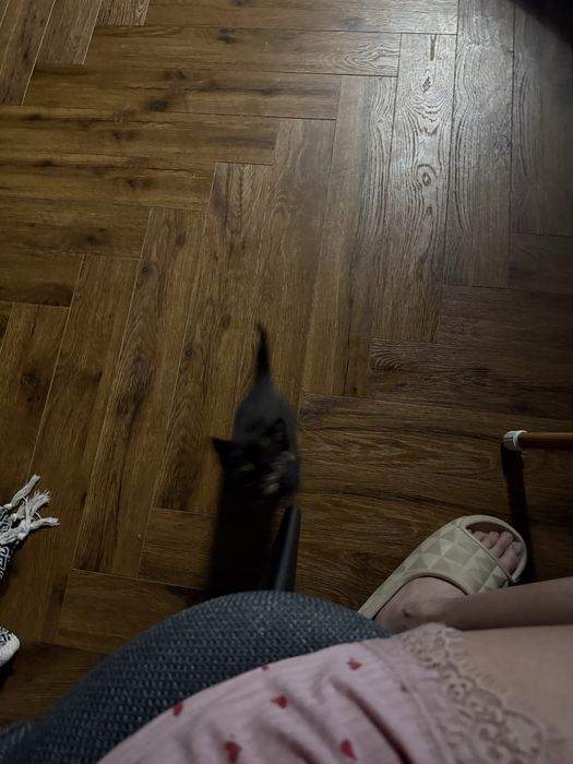 отдам котят домашних