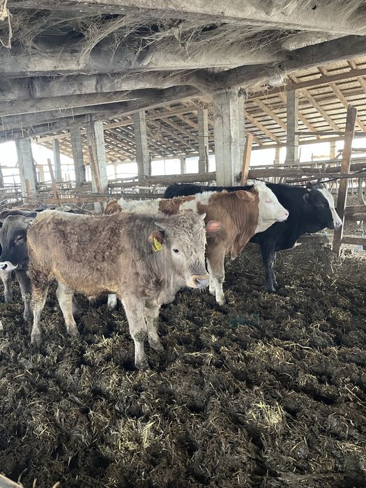 Vand vitei la kg sau la intelegere