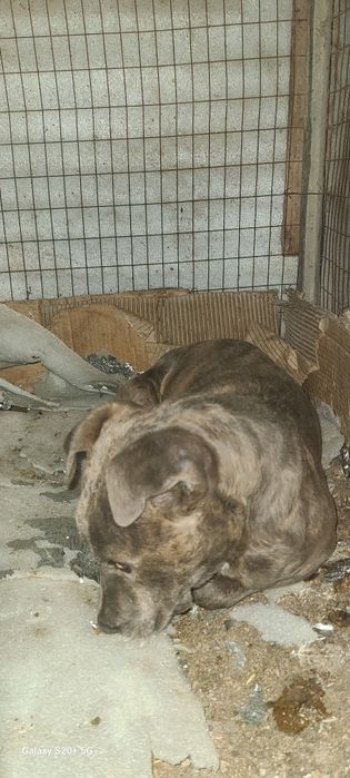 3 oylik toza Pidbul sroshni sotladi viloyatgayam dastafka qivoraman