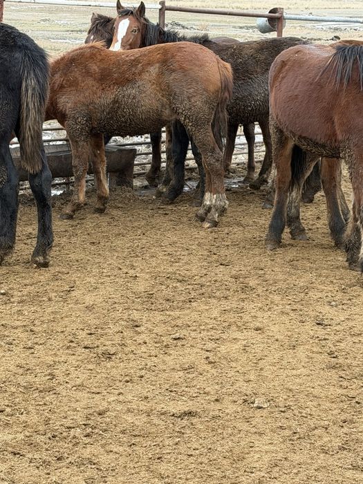 Тай құнандар сатылады!