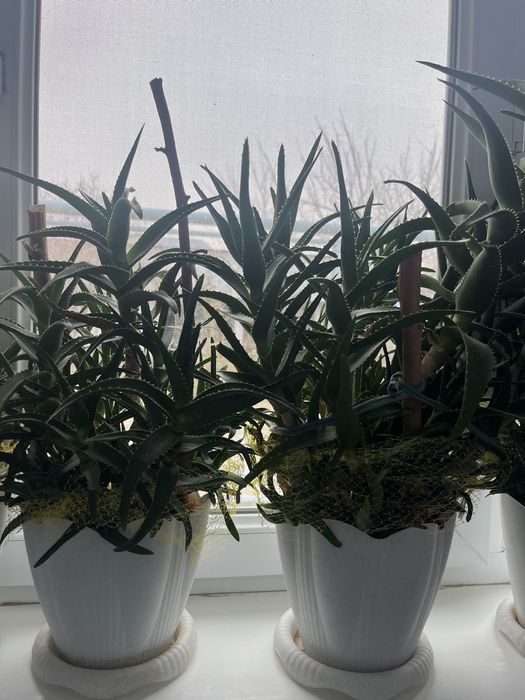 Цветы Гүлдер сатылады Шымкент