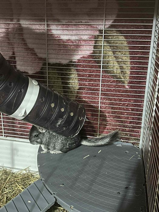 Vand sinsile toate odata sau la bucata pentru mai multe detalii sunati