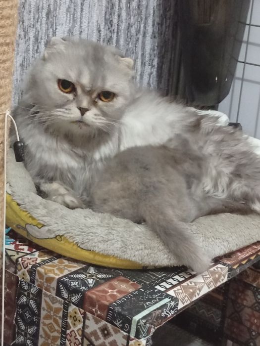 Продам котёнка вислоушка