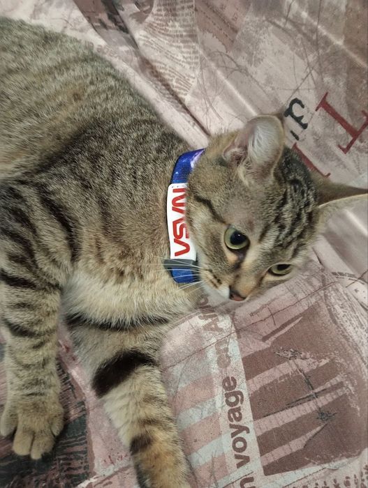 Пропала кошка...