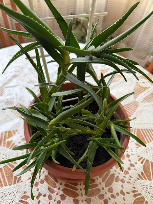 Продавам алое вера