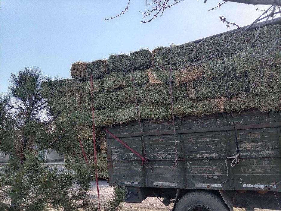 ПИЧАН сотилади Сифати ЗУР