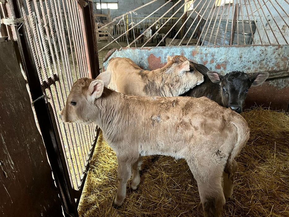 3 ұрғашы бұзау сатылады