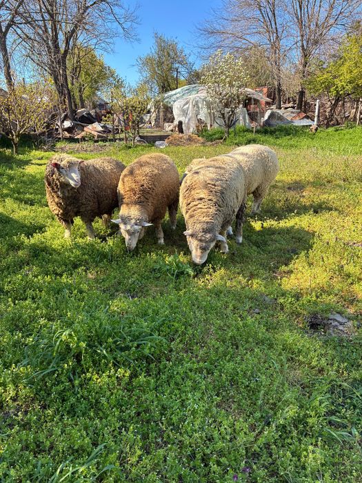 Berbecuti Il de France de monta
