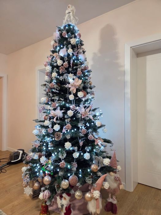 Vând brad 2,5 metri