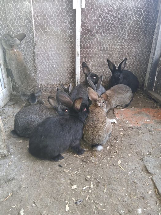 Gaini Wyandotte/Paduane/Cochinchina/Iepuri/Rațe