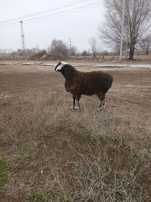 Продам,бараны,тохты