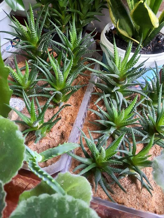 Бегония королевская.