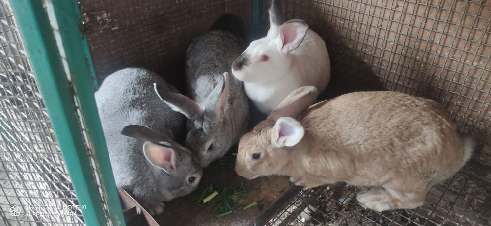 Продаю кроликов.