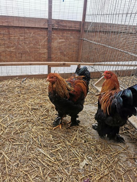 Vând cocoși brahma columbia   hi și potarnichiu