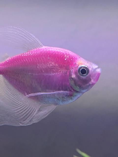 Отдам тернецию гло фиш