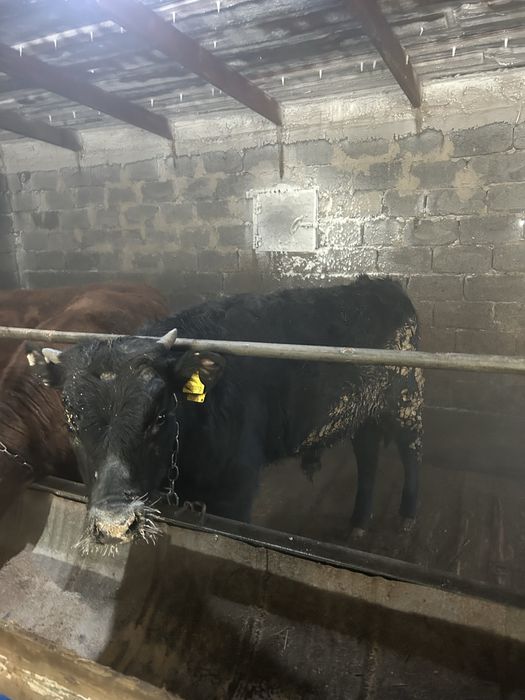 Продается бычки годовалые