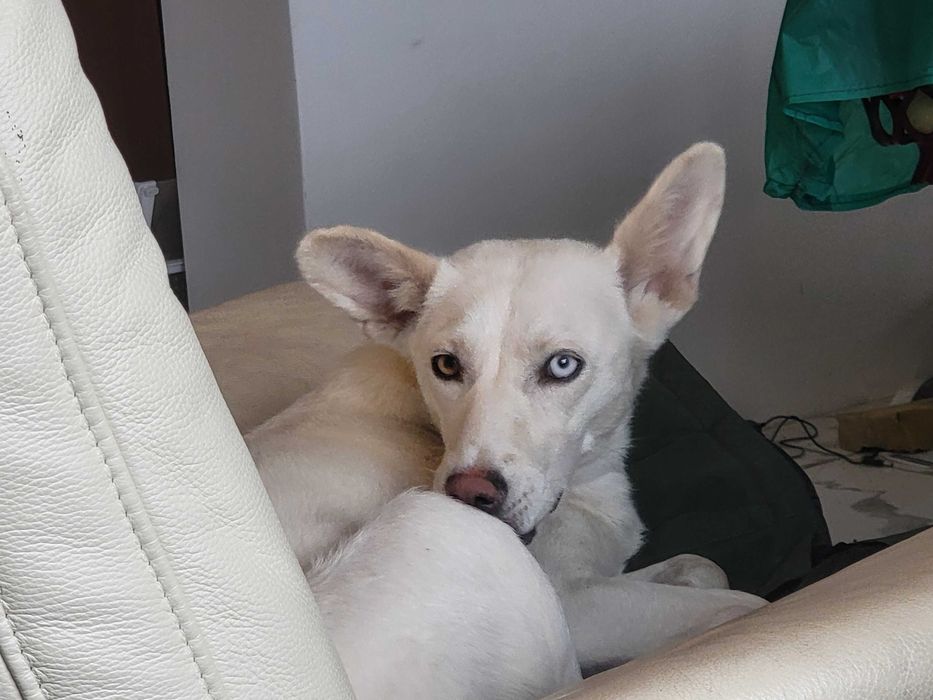 donez catei deosebiti, cauta casa la iubitori de animale