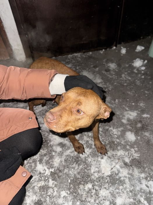 Отдам питбуля в хорошие руки, потеряшка, девочка