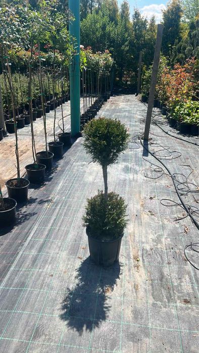 Берберис,лейланди и мн. храсти