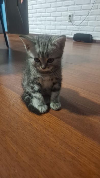 Продам котёнка  шотландский страйт