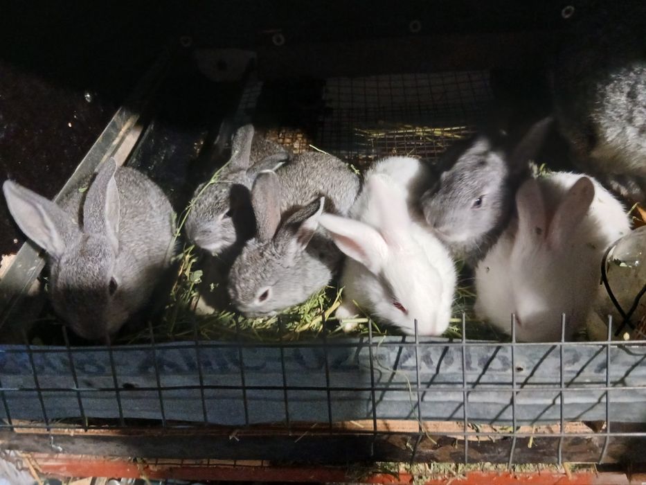 Продаются кролики с