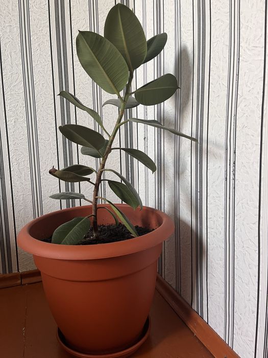 Фикус продам цветок