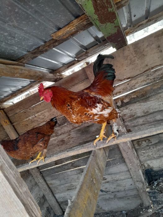 Vând rațe, rățoi, cocoși si iepuri.