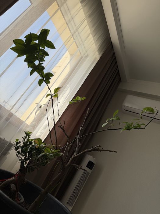 Дерево лимон плодоносит в хорошем состоянии