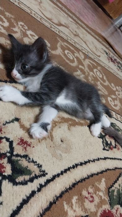 Отдам котенка в добрые руки. Девочка черно-белая
